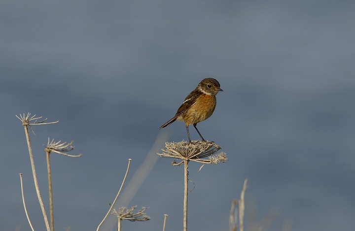 Quelle biodiversité sur la ferme de Vispens ?
